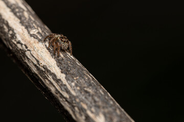 A baby jumping spider lurks on a branch