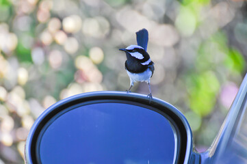 Individu mâle posé sur un rétroviseur de voiture. Le miroir intrigue l'oiseau qui virevolte...