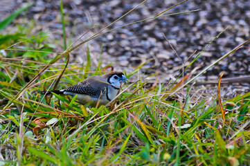 Passereau granivore dans une pelouse, en quête de nourriture.
