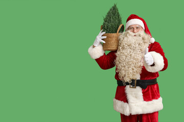 Santa Claus with Cypress tree showing thumb-up on green background