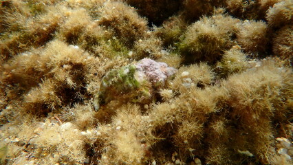 Seashell of sea snail banded dye-murex (Hexaplex trunculus) undersea, Aegean Sea, Greece, Halkidiki, Kakoudia beach © Alexey