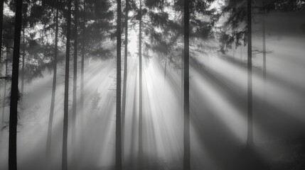 Fototapeta premium A black-and-white photo of a misty forest, with tall trees and soft light filtering through the fog.