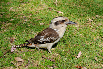 Le Martin-chasseur géant (Dacelo novaeguineae), aussi appelé kookaburra
