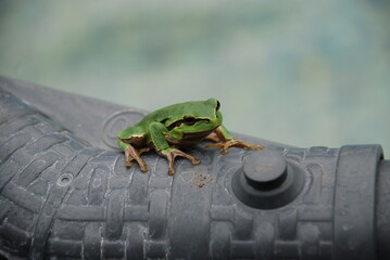 A green frog sits on the edge of a pool. An amphibian sits on a gray plastic pipe. The frog has a bright green body on top and a brown belly. Black eyes, three long toes on each paw.