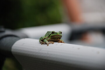 A green frog sits on the edge of a pool. An amphibian sits on a white plastic pipe. The frog has a bright green body on top and a brown belly. Black eyes, three long toes on each paw.