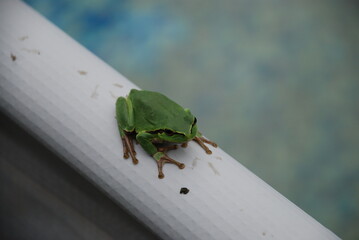 A green frog sits on the edge of a pool. An amphibian sits on a white plastic pipe. The frog has a bright green body on top and a brown belly. Black eyes, three long toes on each paw.
