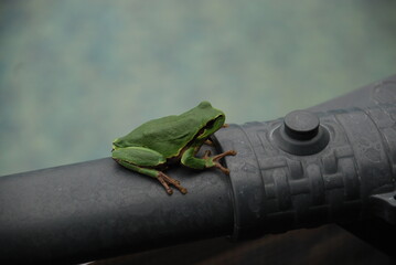A green frog sits on the edge of a pool. An amphibian sits on a gray plastic pipe. The frog has a bright green body on top and a brown belly. Black eyes, three long toes on each paw.