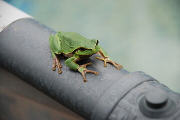A green frog sits on the edge of a pool. An amphibian sits on a gray plastic pipe. The frog has a bright green body on top and a brown belly. Black eyes, three long toes on each paw.
