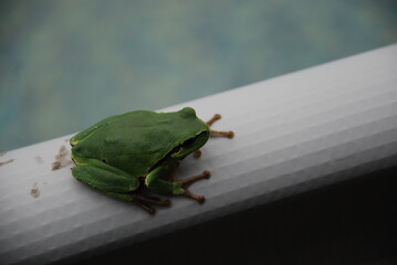 A green frog sits on the edge of a pool. An amphibian sits on a white plastic pipe. The frog has a...