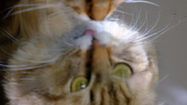 Mirror refraction, cute cat refraction, bizarre view angle. Contemporary style. Humor
