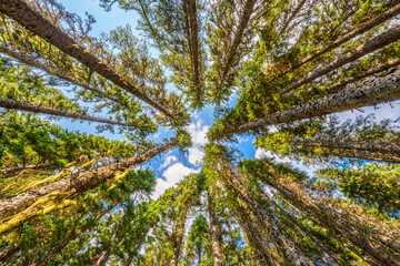 Beautiful golden summer fir forest with brown bark.