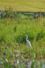 Oiseau craintif, debout, au milieu d'une zone herbeuse.