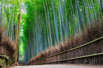 Fototapeta premium 秋の京都 竹林の小径