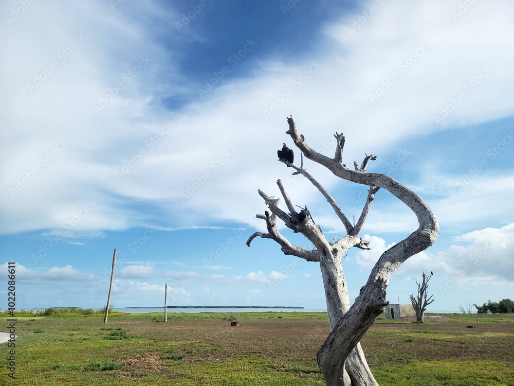 Wall mural twisted tree against blue sky