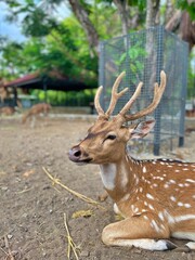 close up view of a deer sitting