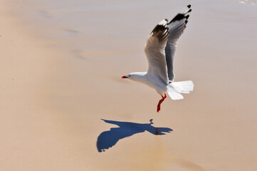 Oiseau prenant son envol sur une plage.