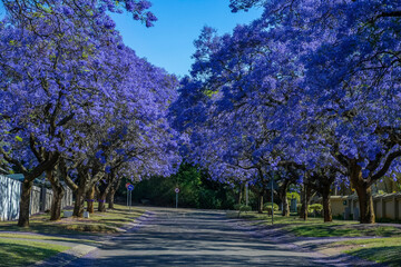 A picturesque street lined with vibrant purple jacaranda trees in full bloom in pretoria south africa