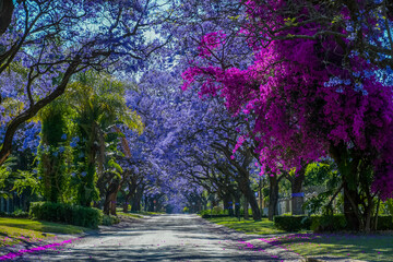 Obraz premium Jacaranda trees in full bloom lined in a pretoria street south africa during spring