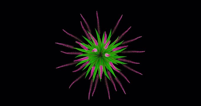 Muhlenbergia flowers growing on transparent alpha channel