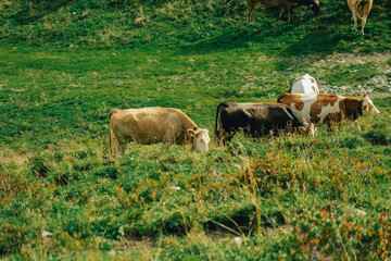 Cows on a mountain pasture in Austria eat grass.Cattle breeding.spotted cow on a green alpine meadow in the mountains