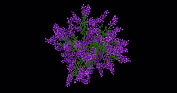 Levander flowers growing on transparent alpha channel