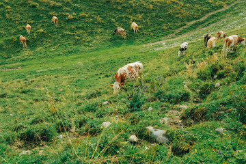 A herd of Austrian cows on a high mountain pasture in the Alps. Austrian dairy farming.Cows on a mountain pasture eat grass.Cattle breeding.