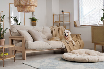 Adorable Labrador dog lying on sofa in light living room
