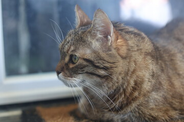 Portrait de Chat européen