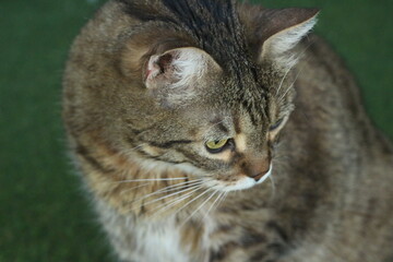 Portrait de Chat européen