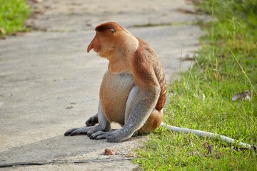 The unique Proboscis Monkeys of Bako National Park, Sarawak Province, Malaysian Borneo