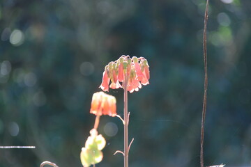 Kalanchoe daigremontiana with drooping red petals, illuminated by natural light. The minimalist...