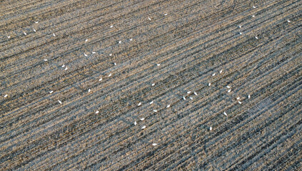 The large flock of white swans swims on the plowed spring field. Whooper swan (Cygnus cygnus). Photo from a drone from a height of 120 meters.