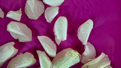 White rose petals floating in water. Drops of water fall on white rose petals in water. Rose petals in water on purple background. Concept of cosmetics, self-care, love, romance and Valentine's Day