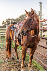 Obraz premium A bay horse with saddle and lariat, or lasso.