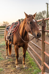 A bay horse with saddle and lariat, or lasso.