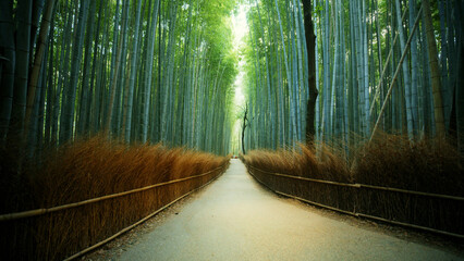Path through beautiful bamboo forest - Wide shot