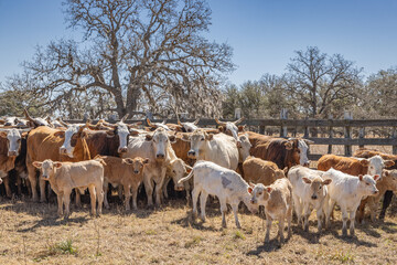 Obraz premium Cows and their calves in a corral on a cattle ranch.