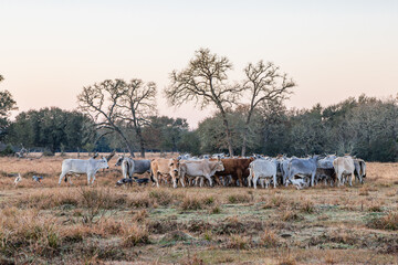 American Brahman cattle on a Texas ranch at sunrise.