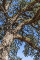 Fototapeta premium A large tree in southern Texas.