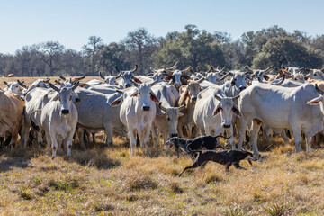 Dogs rounding up American Brahman cattle on a Texas ranch.