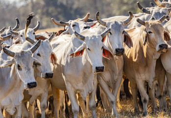American Brahman cattle on a Texas ranch.