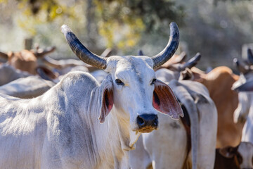 American Brahman cattle on a Texas ranch.
