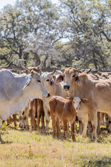 American Brahman cows and calves on a Texas ranch.
