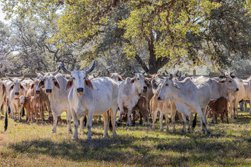 American Brahman cattle on a Texas ranch.