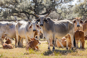 American Brahman cows and calves on a Texas ranch.