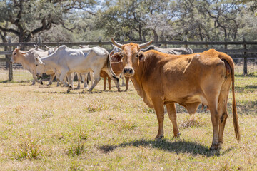 American Brahman cattle on a Texas ranch.