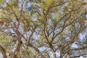 A large tree in southern Texas.