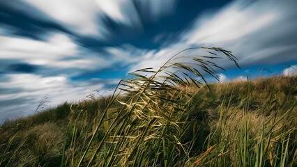 Windy Day on Grassy Hilltop