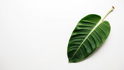 Obraz premium green leaf isolated on white background