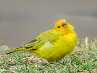 Canario criollo